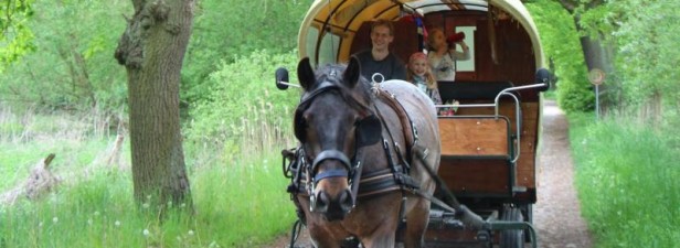 Mit dem Pferd unterwegs: Eine Planwagenfahrt an der Müritz – Derwesten.de