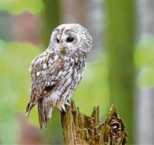 Waldkauz balzt in Spandauer Wäldern