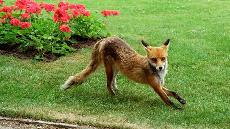 Jetzt jagt das LKA den Fuchs-Killer von Hakenfelde