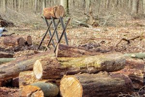 Die „Baumschonzeit“ beginnt