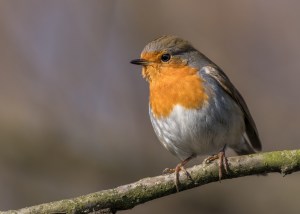 Der Frühling kann kommen