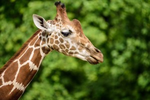 Berliner Zoo feiert seinen 175. Geburtstag