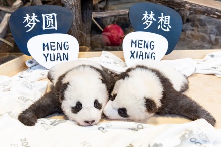 Zoo Berlin gibt Namen der Panda-Twins bekannt