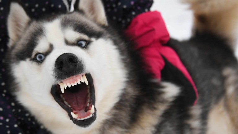 Hundebesitzer versucht Husky auf Mann zu hetzen, attackiert ihn – Festnahme! – B.Z. Berlin